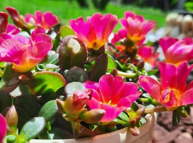 Hotel Albatros 2 Family Kiten (Burgas)