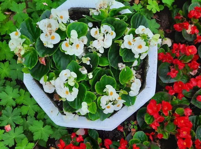 Albatros 2 Family 2*